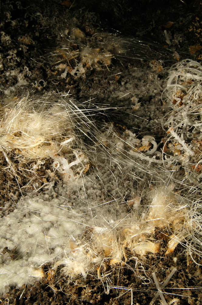 Gypsum Needle and Hair cave formations on the cave floor