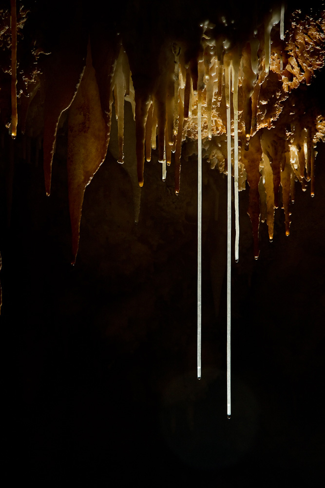 Large delicate soda straws intermingled with other more mature stalactites